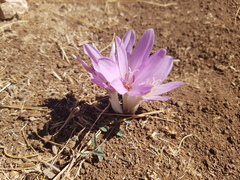 Colchicum montanum