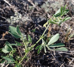 Trigonella strangulata