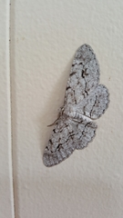 Stenoporpia pulmonaria