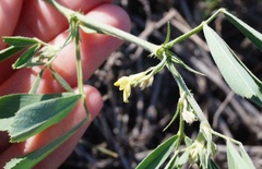 Trigonella strangulata