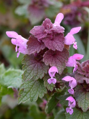 Red Deadnettle - Photo (c) Bastiaan, some rights reserved (CC BY-NC-ND)