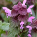 Red Deadnettle - Photo (c) Bastiaan, some rights reserved (CC BY-NC-ND)