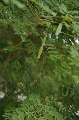 Carib Wood (Poitea carinalis)