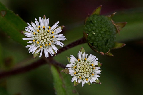Eclipta prostrata