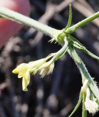 Trigonella strangulata