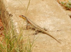 Trachylepis wahlbergii