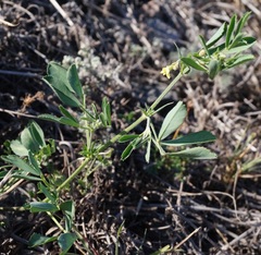 Trigonella strangulata