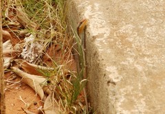 Trachylepis wahlbergii