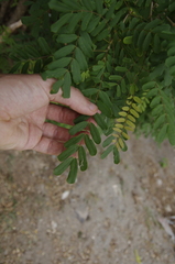 Poitea carinalis, photograph (c) Eric Knight, some rights reserved (CC BY)