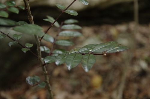 Zanthoxylum punctatum, photograph 5
