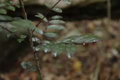 Zanthoxylum punctatum, photograph (c) Eric Knight, some rights reserved (CC BY)