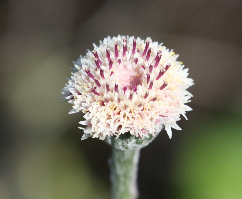 Bolandia