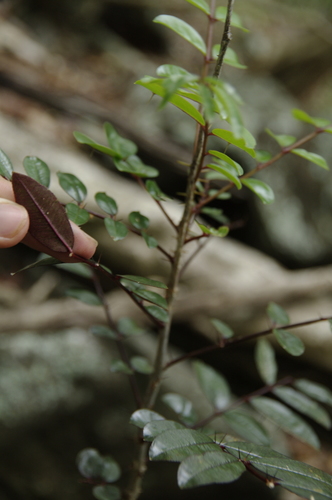 Zanthoxylum punctatum, photograph 6