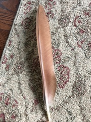 Dendrocygna autumnalis