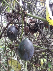 Passiflora ligularis