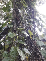 Passiflora ligularis