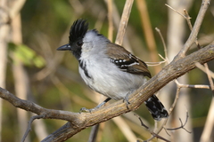 Sakesphoroides cristatus