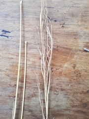 Hyperthelia dissoluta