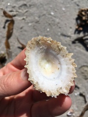 Scutellastra barbara