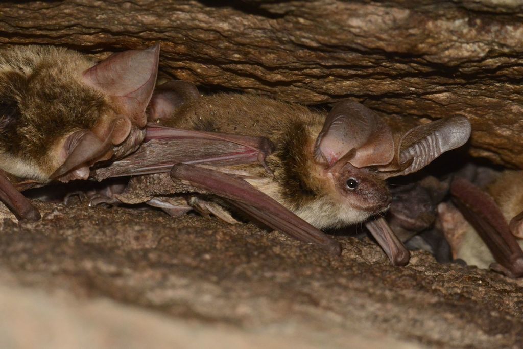 Transparent-winged Big-eared Brown Bat (Histiotus diaphanopterus)