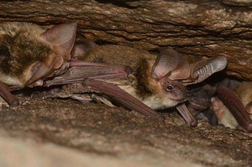 Transparent-winged Big-eared Brown Bat (Histiotus diaphanopterus) — Data Deficient Mammalia