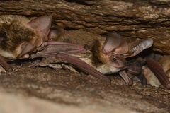 Transparent-Winged Big-Eared Brown Bat photo 1