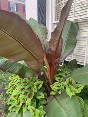 Ensete
