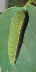 Graphium angolanus angolanus