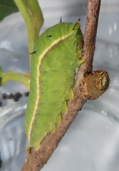 Graphium angolanus angolanus