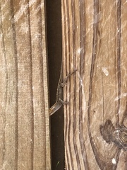 Anolis sagrei
