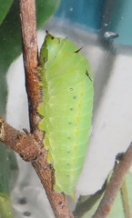 Graphium angolanus angolanus