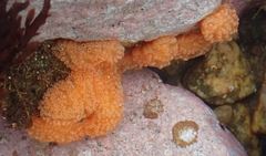 Aplidium benhami