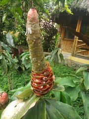 Costus pulverulentus
