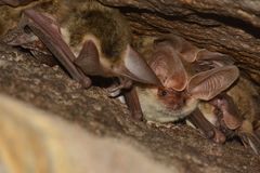 Transparent-Winged Big-Eared Brown Bat photo 2