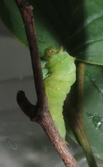 Graphium angolanus angolanus