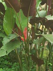 Heliconia bihai
