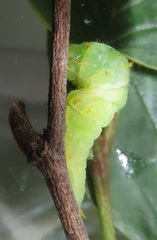 Graphium angolanus angolanus