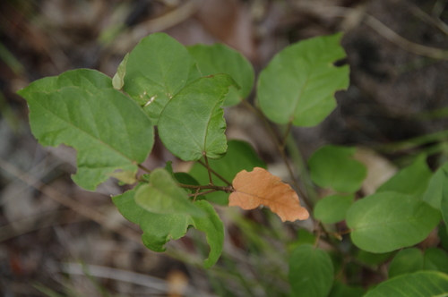 Croton micans