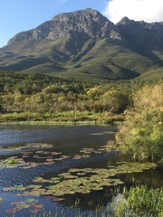 Nymphaea nouchali caerulea