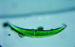 Closterium moniliferum