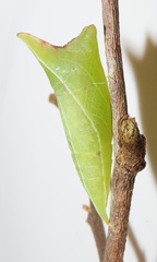 Graphium angolanus angolanus