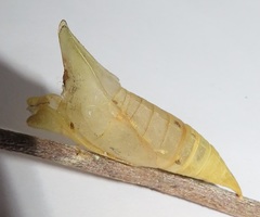 Graphium angolanus angolanus