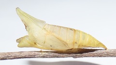 Graphium angolanus angolanus