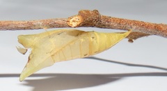 Graphium angolanus angolanus