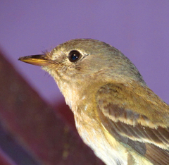 Empidonax minimus