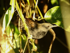 Myrmophylax atrothorax