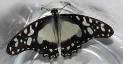 Graphium angolanus angolanus