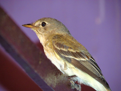 Empidonax minimus