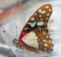 Graphium angolanus angolanus