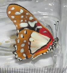 Graphium angolanus angolanus